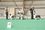 Champion males